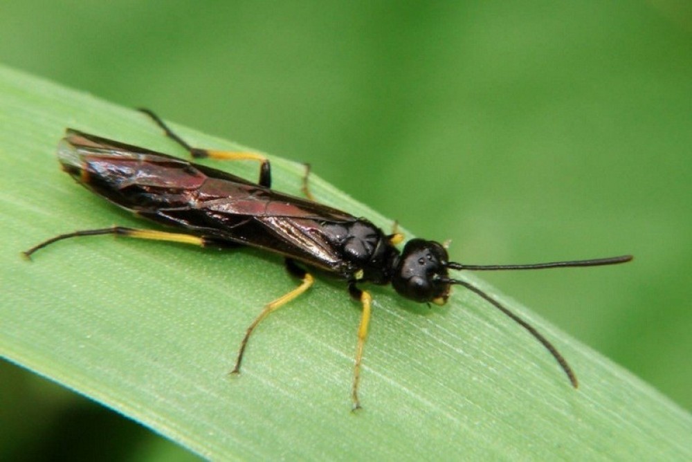 Массовое заселение посевов зерновых культур пилильщиками (Hymenoptera: Cephidae, Tenthredinidae)